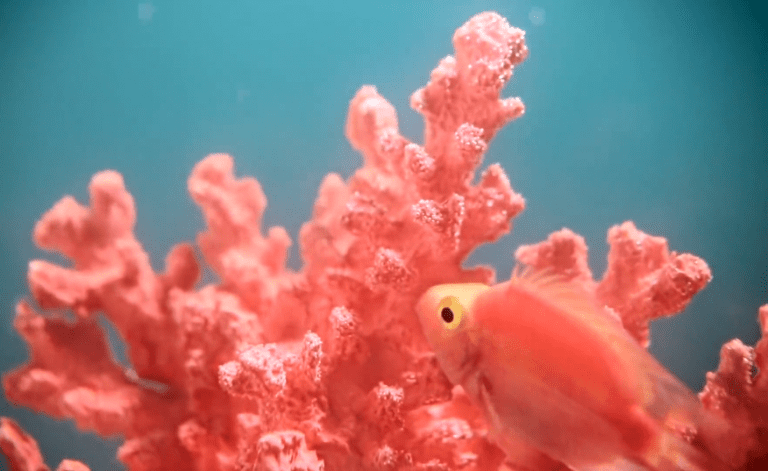 Lee más sobre el artículo El Color que se impone para el 2019