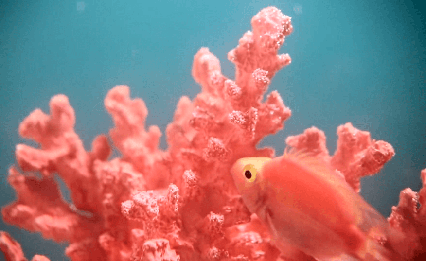 Lee más sobre el artículo El Color que se impone para el 2019